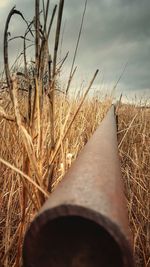 Close-up of grass against sky