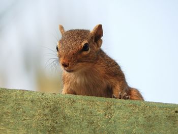 Close-up of squirrel on wood