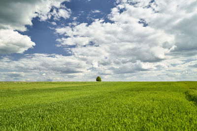 Scenic view of agricultural field against sky