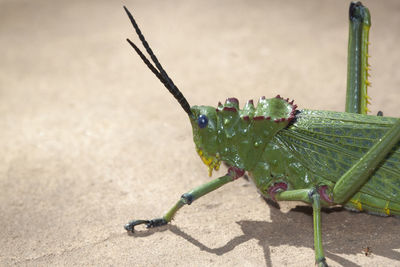 Close-up of insect on leaf