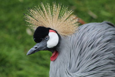 Close-up of a bird