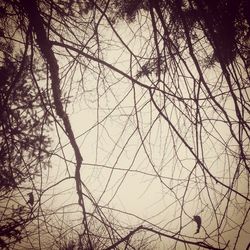 Low angle view of bare trees against sky