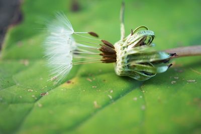 Close-up of green leaf on plant