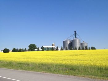 View of oilseed rape field against clear sky