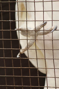 High angle view of bird with toy seen through metal grate