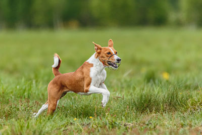 Young basenji dog competing in running in the green field on lure coursing competition