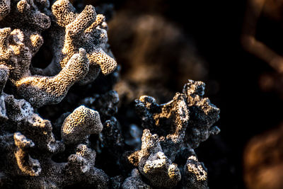 Close-up of fungus growing outdoors