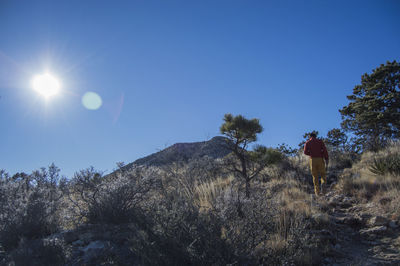 Rear view of man against bright sun