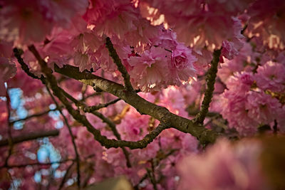 Close-up of pink cherry blossoms in spring