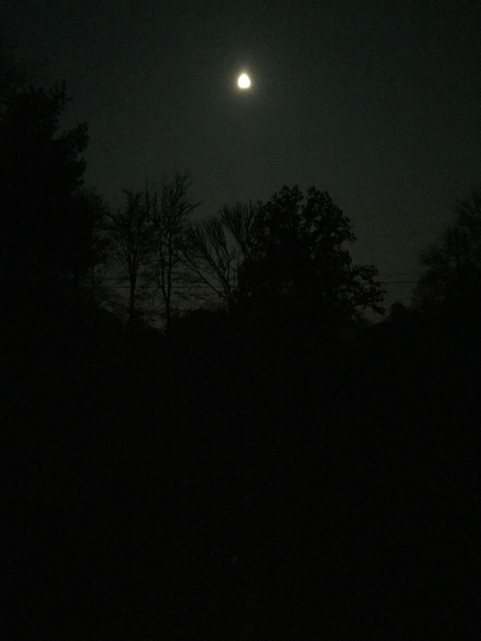 SILHOUETTE TREES AGAINST MOON IN SKY