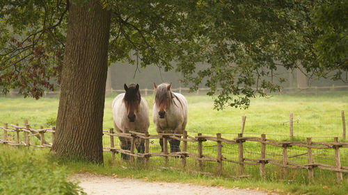 Horses standing in a field