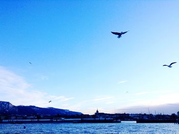 Bird flying over sea