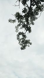 Low angle view of tree against sky