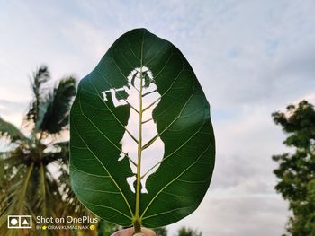 Close-up of leaves against sky