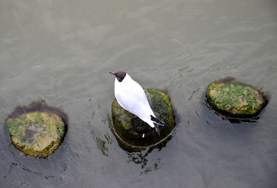 High angle view of birds swimming in lake