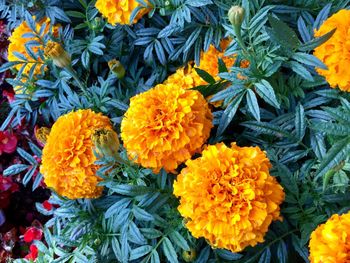 Close-up of orange marigold flowers