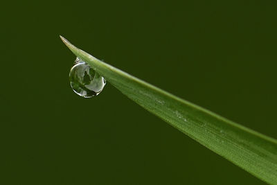 Close-up of water drop on leaf