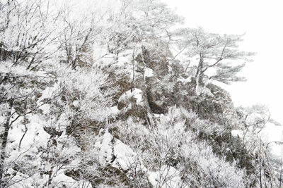 Low angle view of bare trees