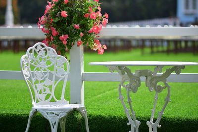 Potted plant on table in park