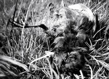 Close-up of sheep on field