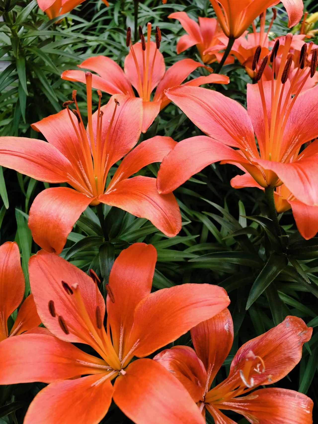 The_Chronicles_of_Tofu