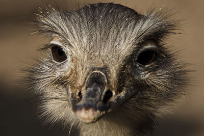 Close-up portrait of a bird