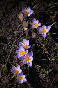 High angle view of purple crocus flowers on field