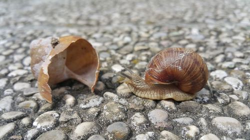 Close-up of shells on rock