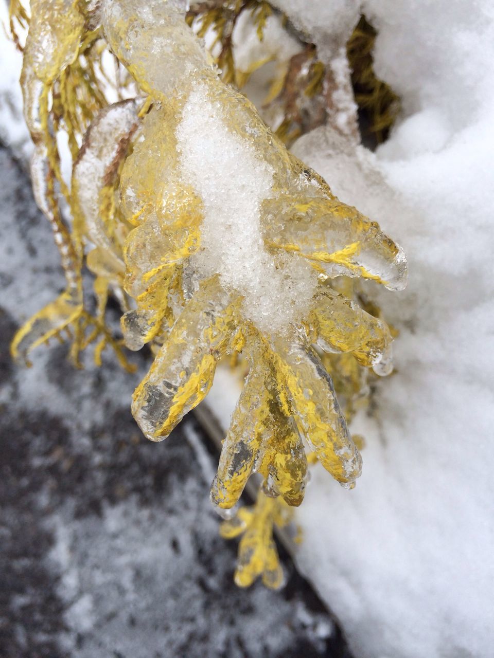 cold temperature, winter, snow, close-up, frozen, season, weather, nature, focus on foreground, ice, fragility, beauty in nature, high angle view, white color, plant, frost, growth, outdoors, selective focus, day