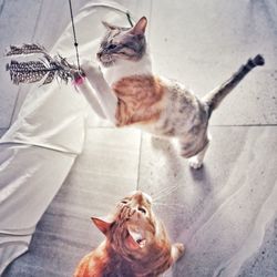 Cat looking at camera