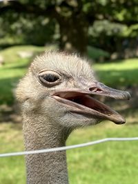 ostrich