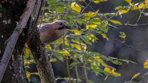 Bird perching on a tree