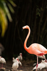 View of birds in the water