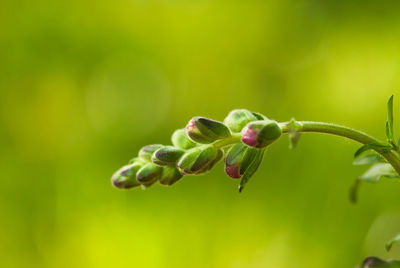 Close-up of flower buds growing outdoors