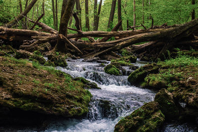 Scenic view of waterfall in forest