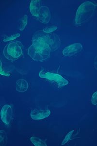 Close-up of jellyfish in water