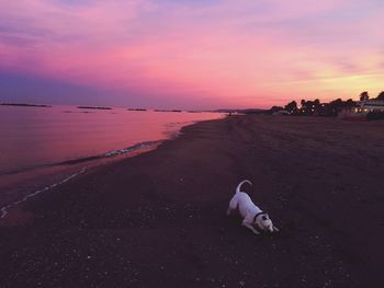 Dog on beach against sky during sunset
