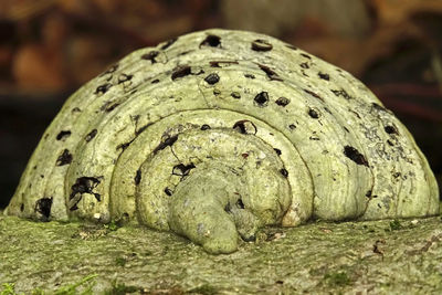 Close-up of a reptile