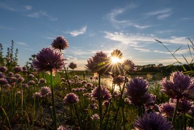 Close-up of purple flowering plants on field against sky