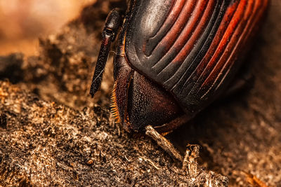 High angle view of insect on sea