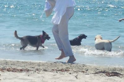 Close-up of dog on beach