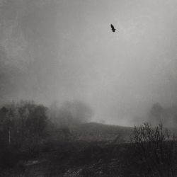 Bird flying over landscape