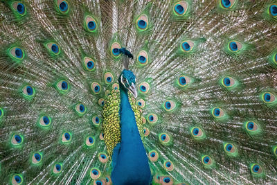 Close-up of peacock