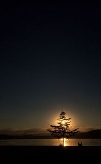 Silhouette tree on beach against clear sky at sunset