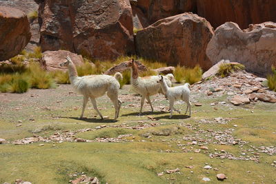 Sheep grazing in mountains