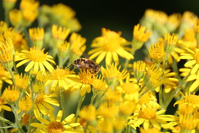 Close-up of bee on yellow flowers