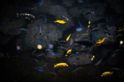 High angle view of fish swimming in water