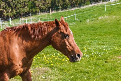 Horse in a field