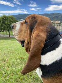 Close-up of a dog on field