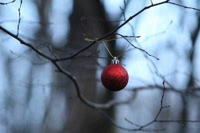 Close-up of christmas ornament on tree